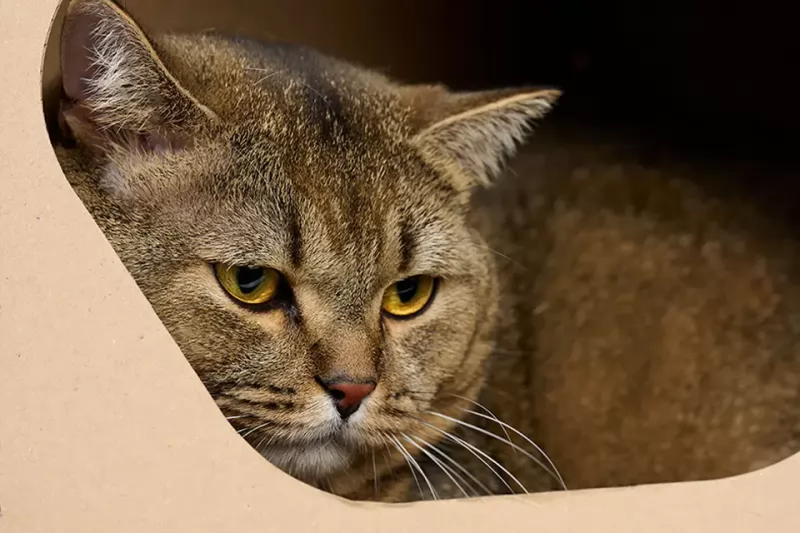 Kedi Evi Projesi Albümü